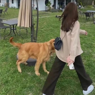 猎狼犬